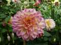 Pink and white dahlia 2
